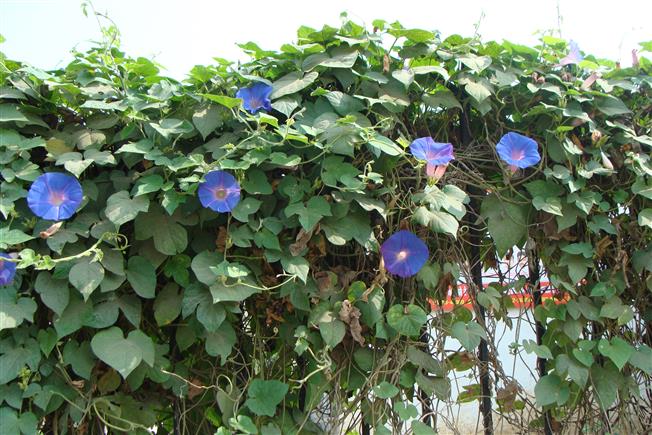 Ipomoea indica